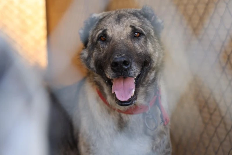 Kangal Köpekleri Güvenliği Sağlamanın Anahtarı!