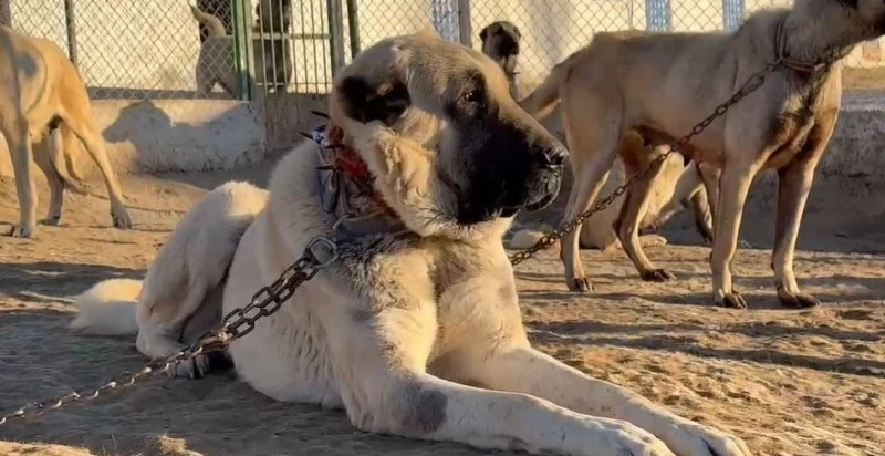 Sivas Kangalı: Arap Dünyasının Yeni Gözdesi!