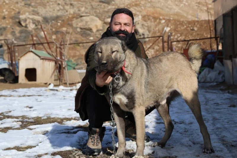 Sivas'ın Kangal Köpekleri, Yazın Kavurucu Sıcaklarında Tembellik Yapıyor