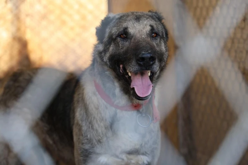 Sivas'ın Kangal Köpekleri, Yazın Kavurucu Sıcaklarında Tembellik Yapıyor