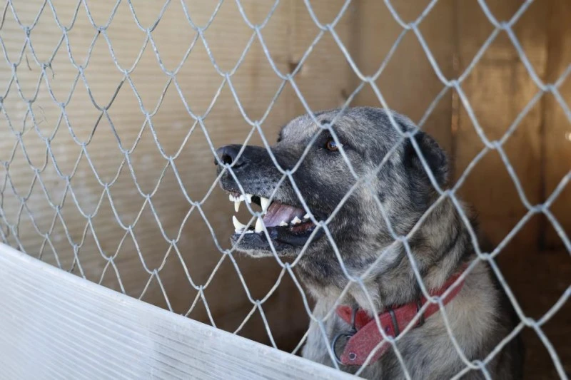 Sivas'ın Kangal Köpekleri, Yazın Kavurucu Sıcaklarında Tembellik Yapıyor