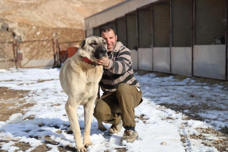 Sivas'ın Kangal Köpekleri, Yazın Kavurucu Sıcaklarında Tembellik Yapıyor