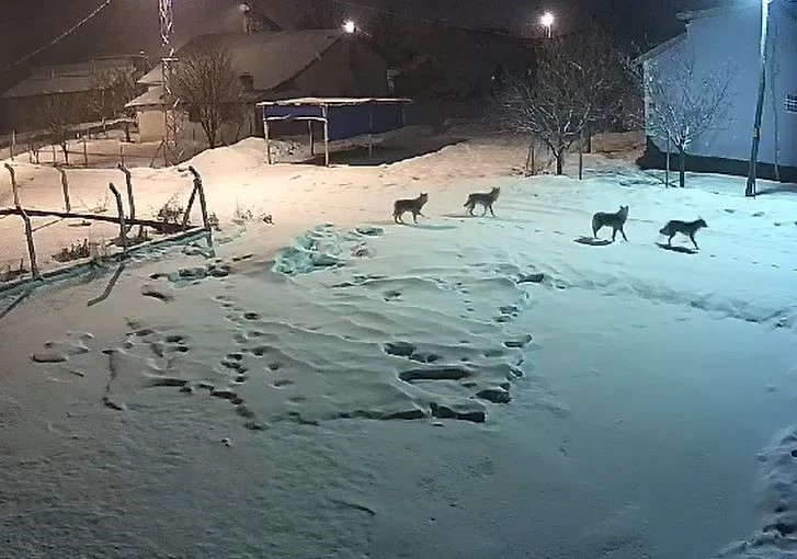 Sivas'ta Yoğun Kar ve Dondurucu Soğuklar