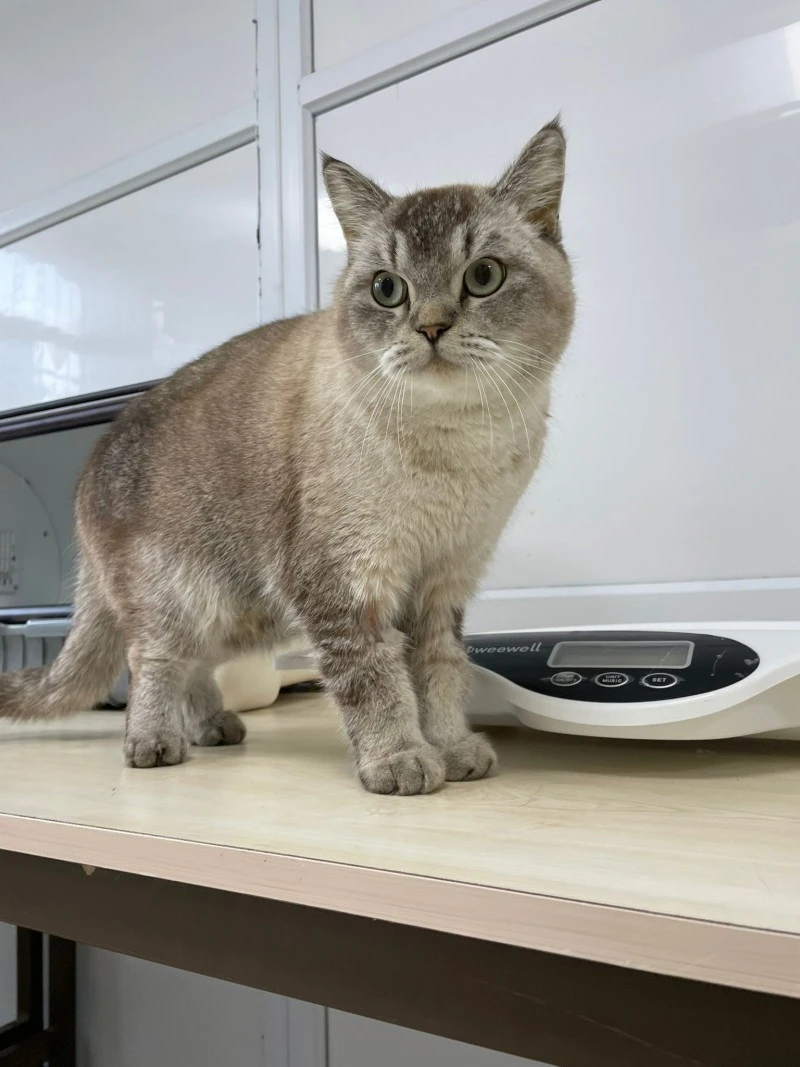 British Shorthair Kedi Bulundu