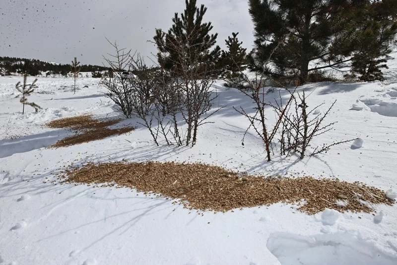 Yaban Hayvanları İçin Kış Destek Faaliyeti Sivas'ta Gerçekleştirildi