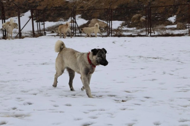 Kangal Köpeklerinin Soğuk Havalardaki Mutluluğu