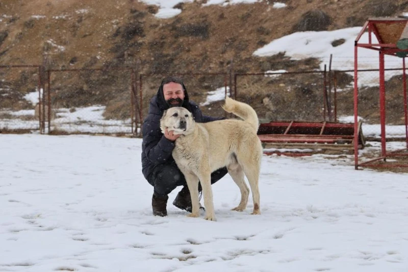 Kangal Köpeklerinin Soğuk Havalardaki Mutluluğu