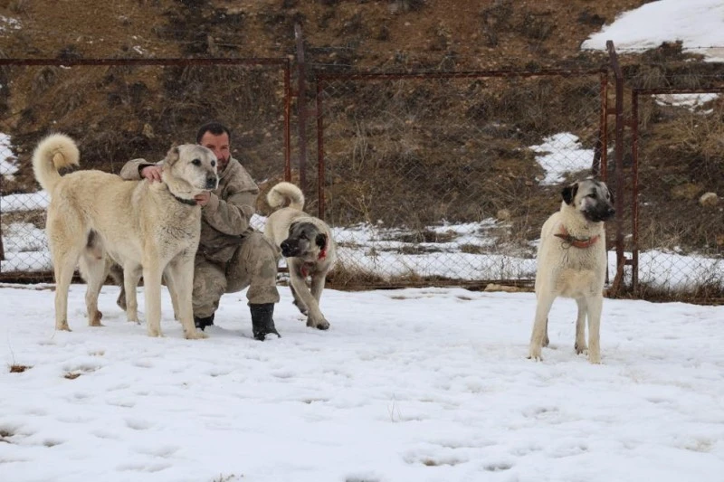 Kangal Köpeklerinin Soğuk Havalardaki Mutluluğu