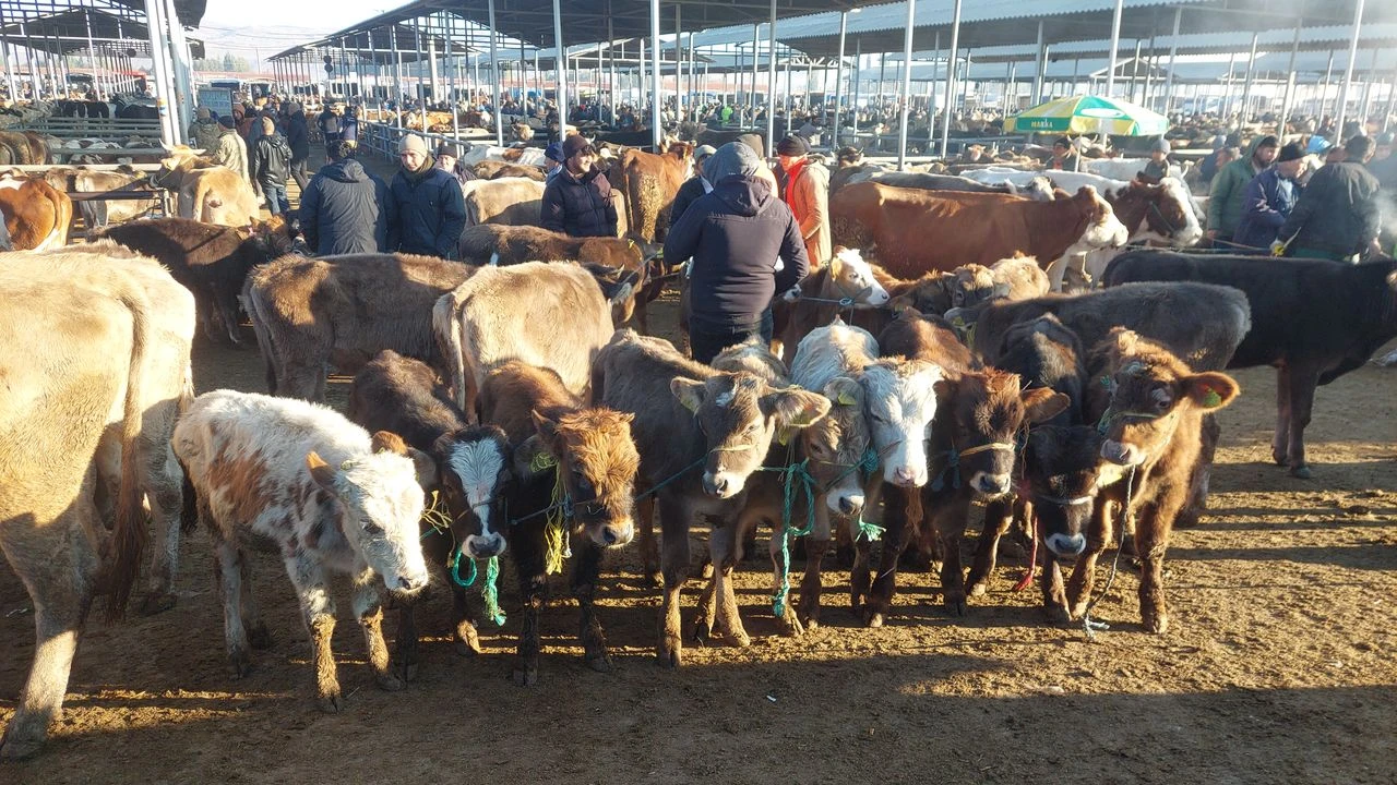 Şarkışla Hayvan Pazarı'nda Belirsizlik Devam Ediyor