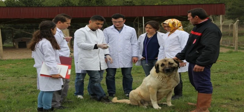 Sivas Cumhuriyet Üniversitesi Veteriner Fakültesi'nin Başarısı