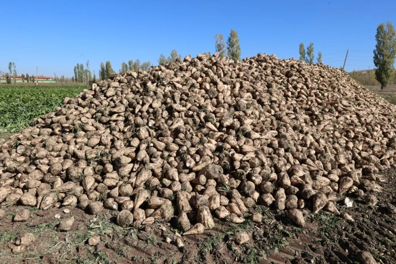 Sivas'ın Tarım ve Hayvancılıkta Öne Çıkışı